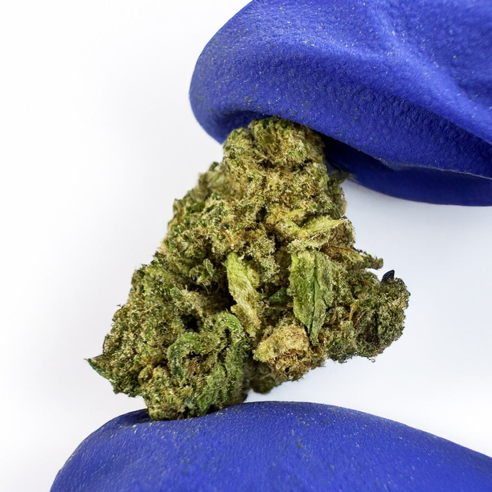 Small buds Candy Rain - Hybride