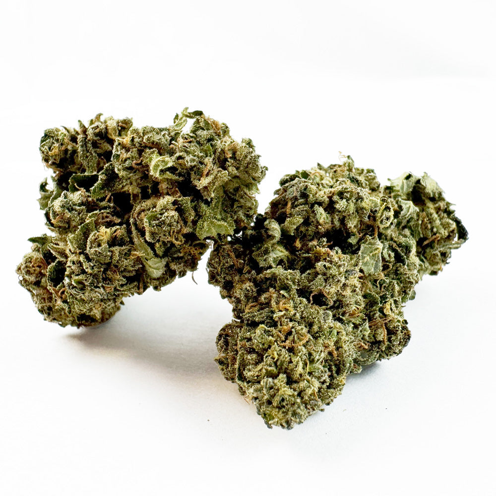 Tropical Haze - Glasshouse — photo 1