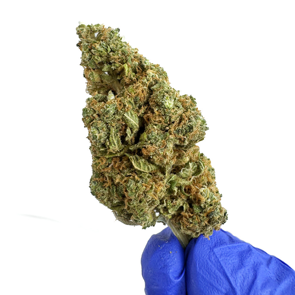 Blueberry Muffin CBD - Indoor — photo 4