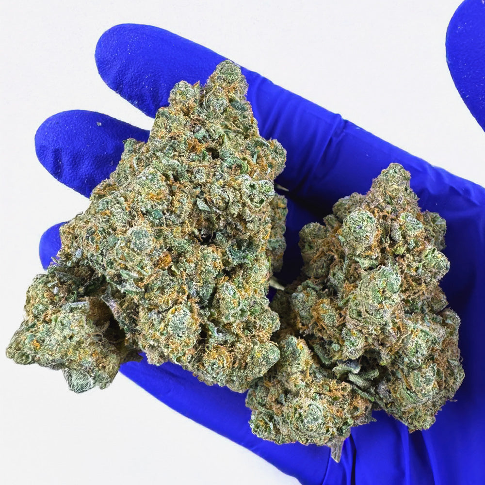 Lemon Haze HT - Indoor — photo 7