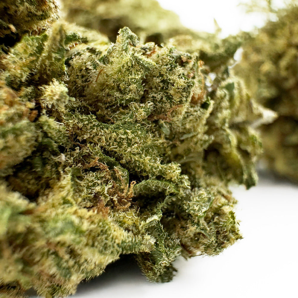 Gasolina CBD - Indoor