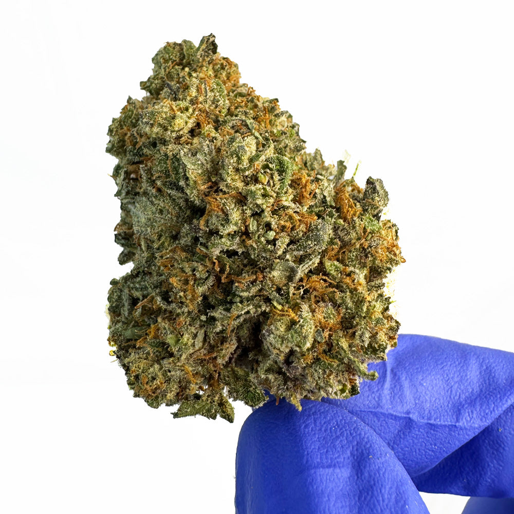 Kosher Kush - Indoor Elite USA — photo 4