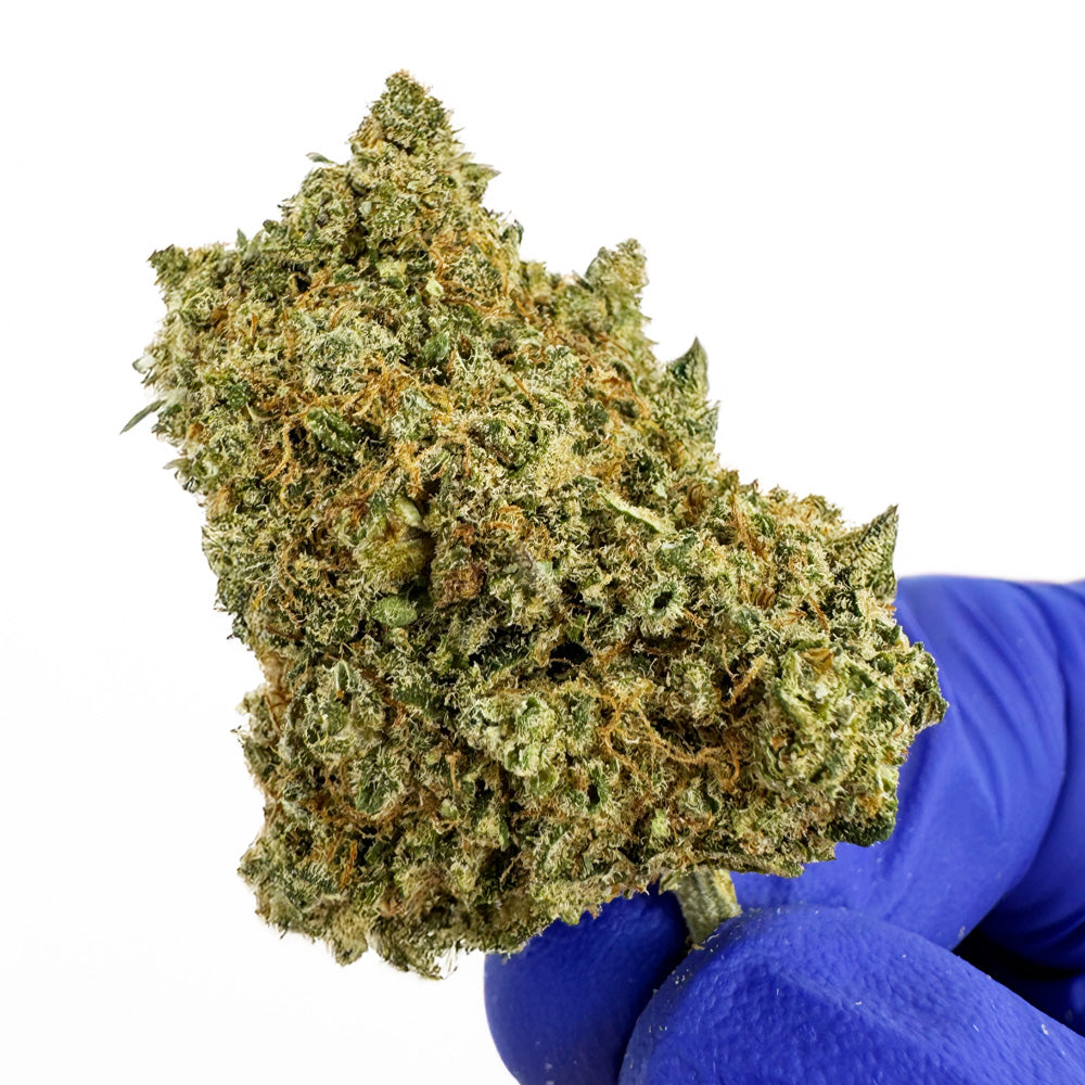Limon Cali CBD - Hydroponique Cali