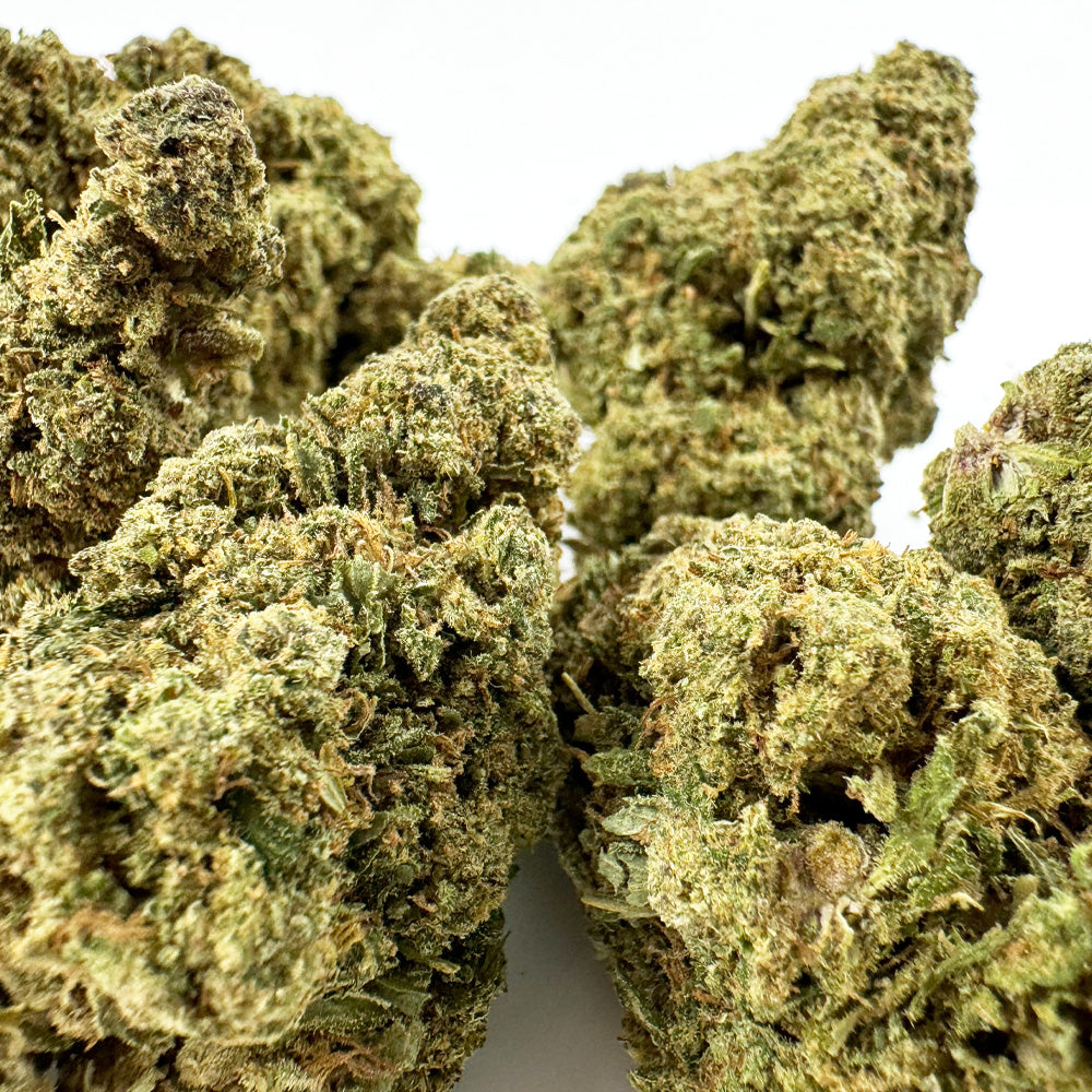 Mimosa - Indoor