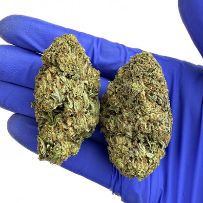 Critical - Hybride USA