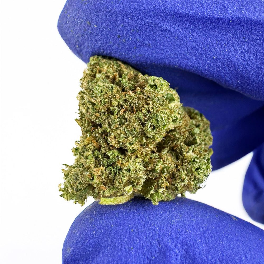 Small buds Fanta - Hybride