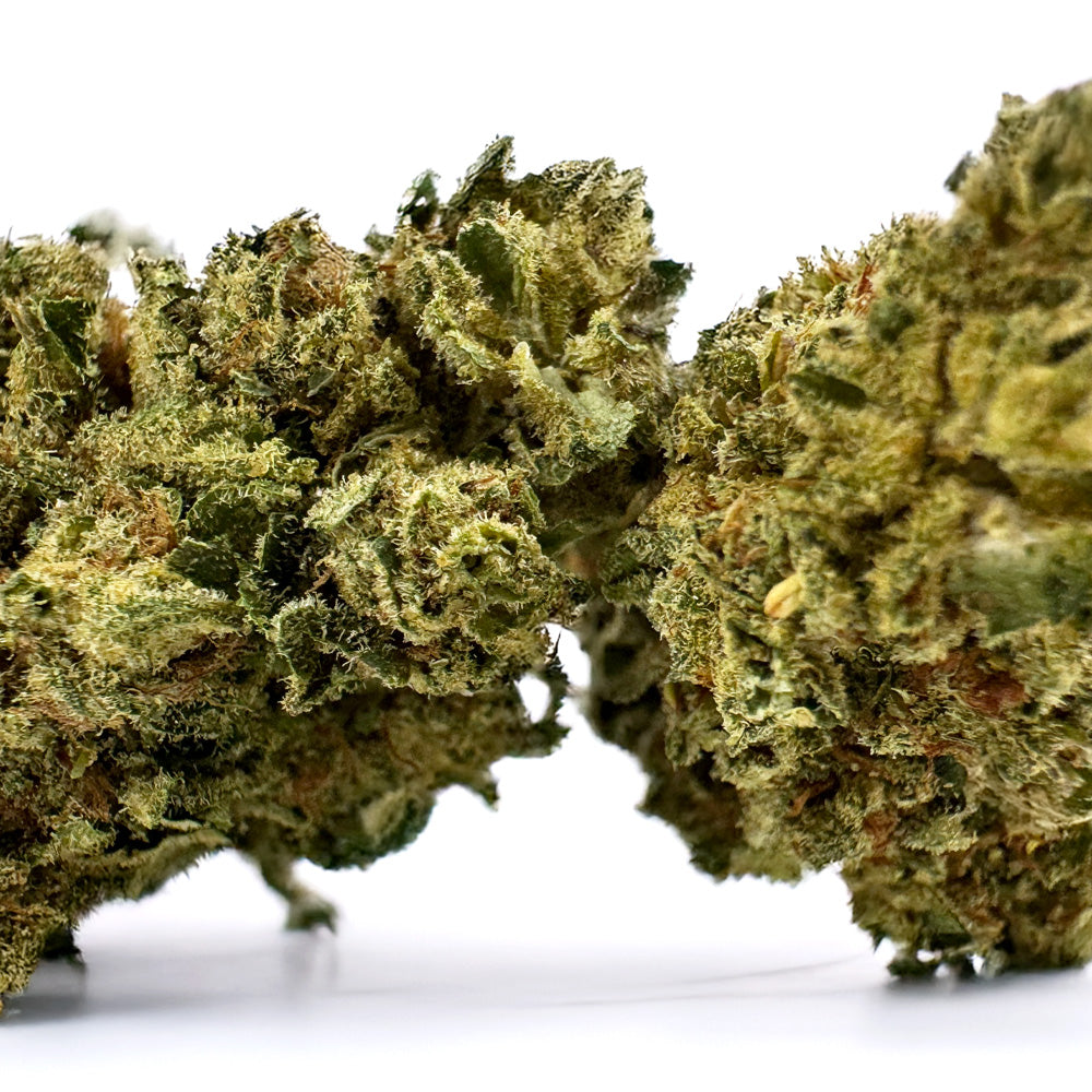 Gasolina CBD - Indoor