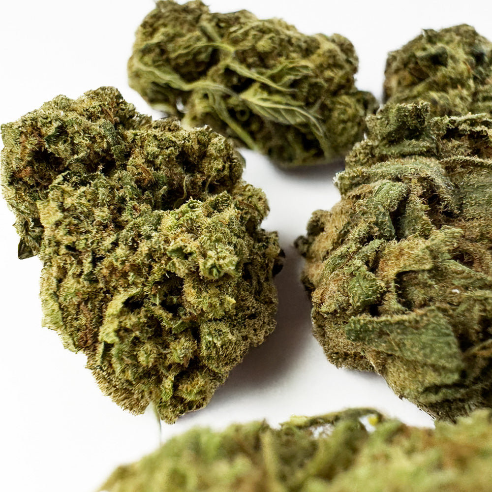 Small buds Gorilla Glue - Greenhouse