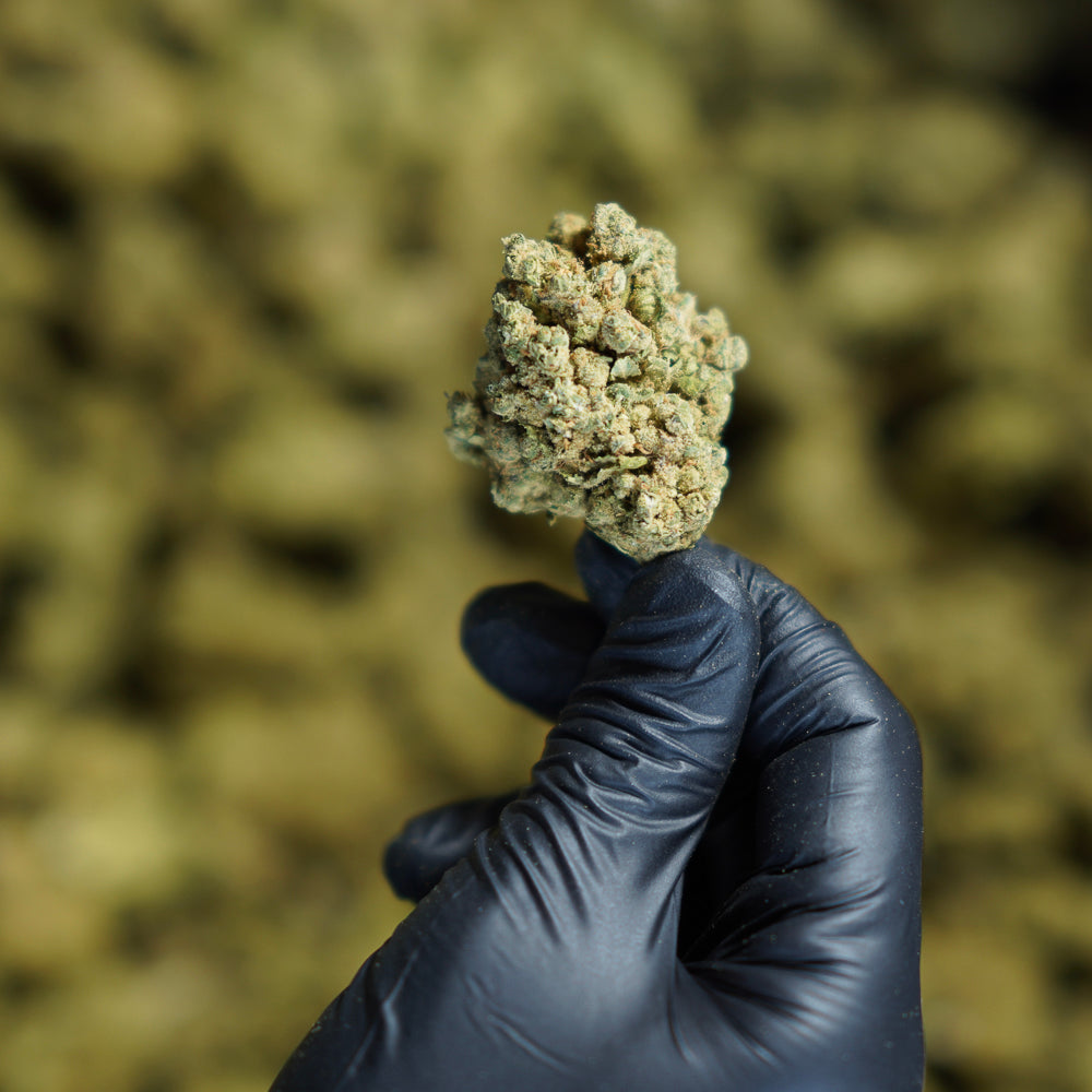 Fleur de CBD Hazelnut