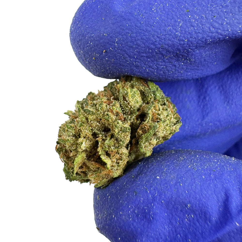 Small buds Lemon OG - Hybride