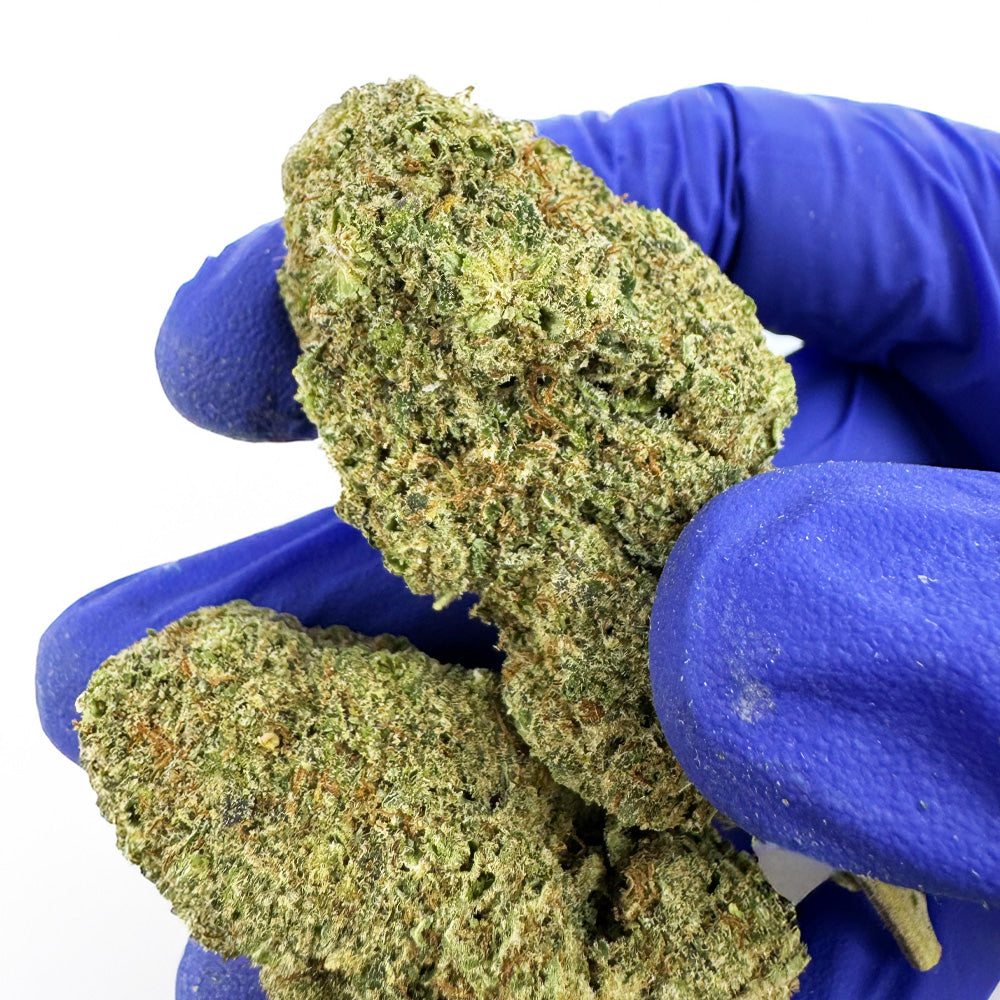 Malabar CBD - Indoor