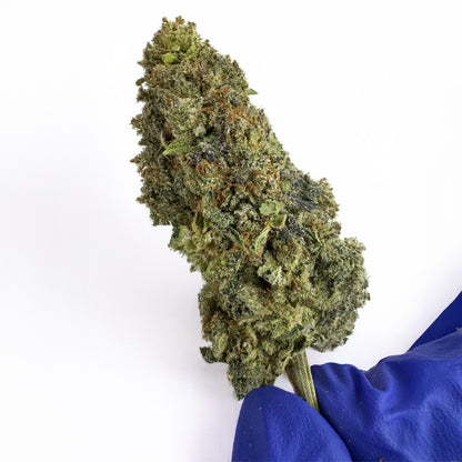 Malabar #B2 CBD - Indoor