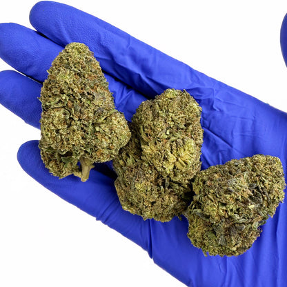 OG Kush - Hybride USA