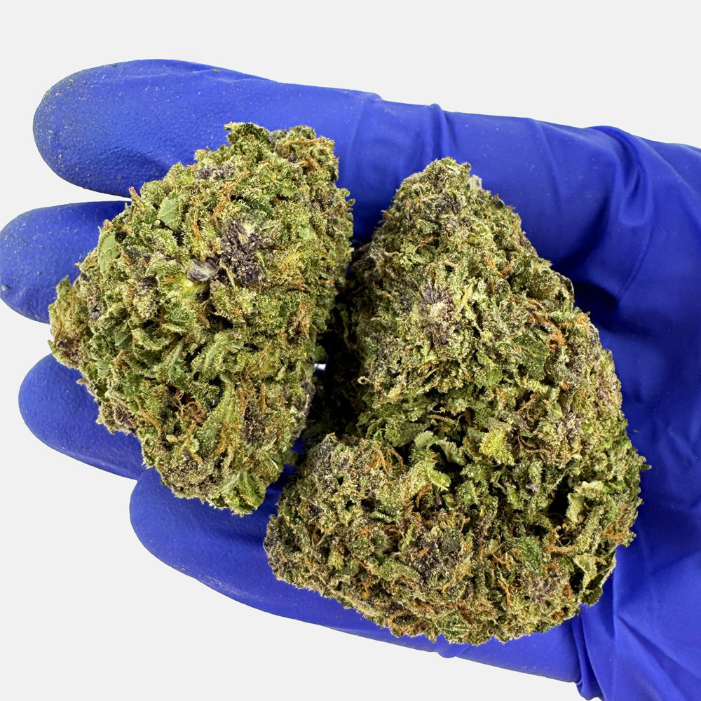 Purple Snowman - Hybride USA