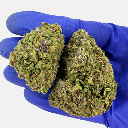 Purple Snowman - Hybride USA