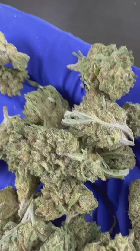 Charger la vidéo: Vidéo de présentation des Small Buds de Candy Rain Hybride USA