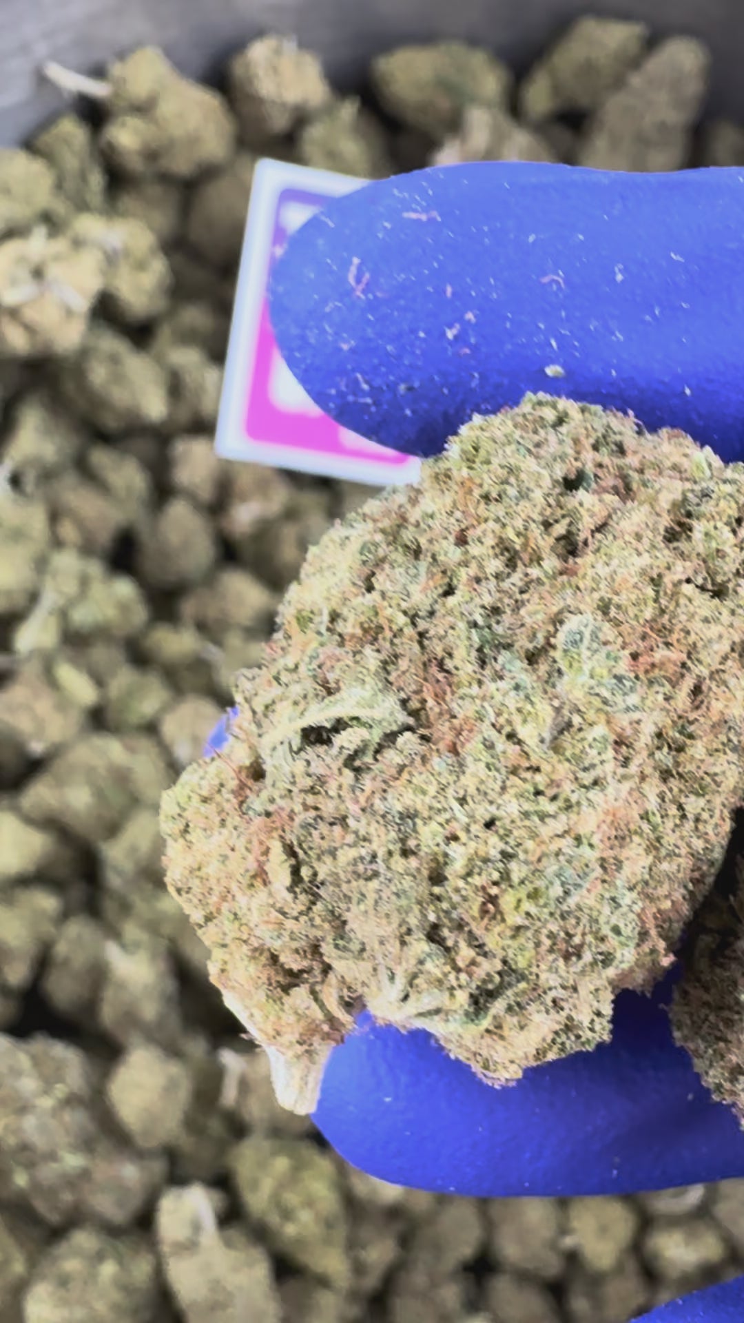 Charger la vidéo: Vidéo de présentation de la MAC Alien Cookies CBD Indoor