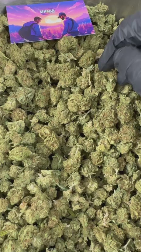 Charger la vidéo: Vidéo de présentation des Small Buds d'Amnesia Core Cut Hybride USA