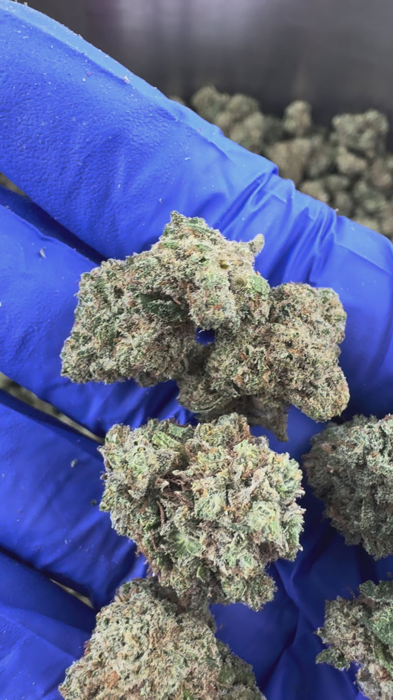 Medium buds Guava Kush - Indoor — vidéo de présentation