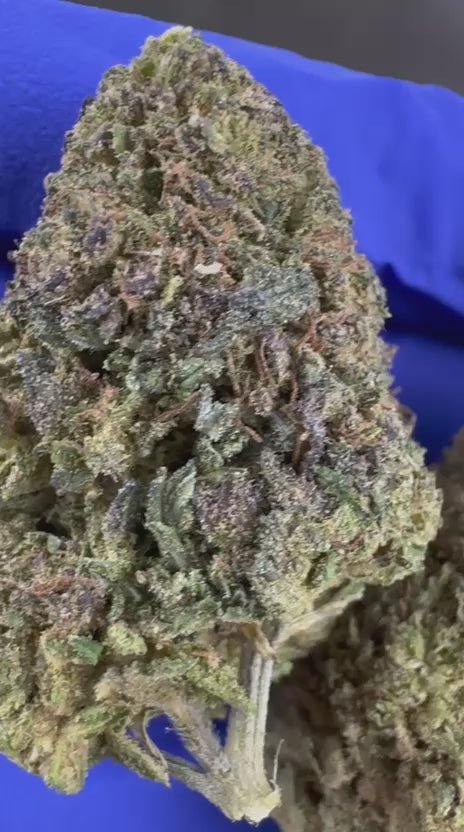 Charger la vidéo: Vidéo de présentation de l'OG Kush Hybride USA