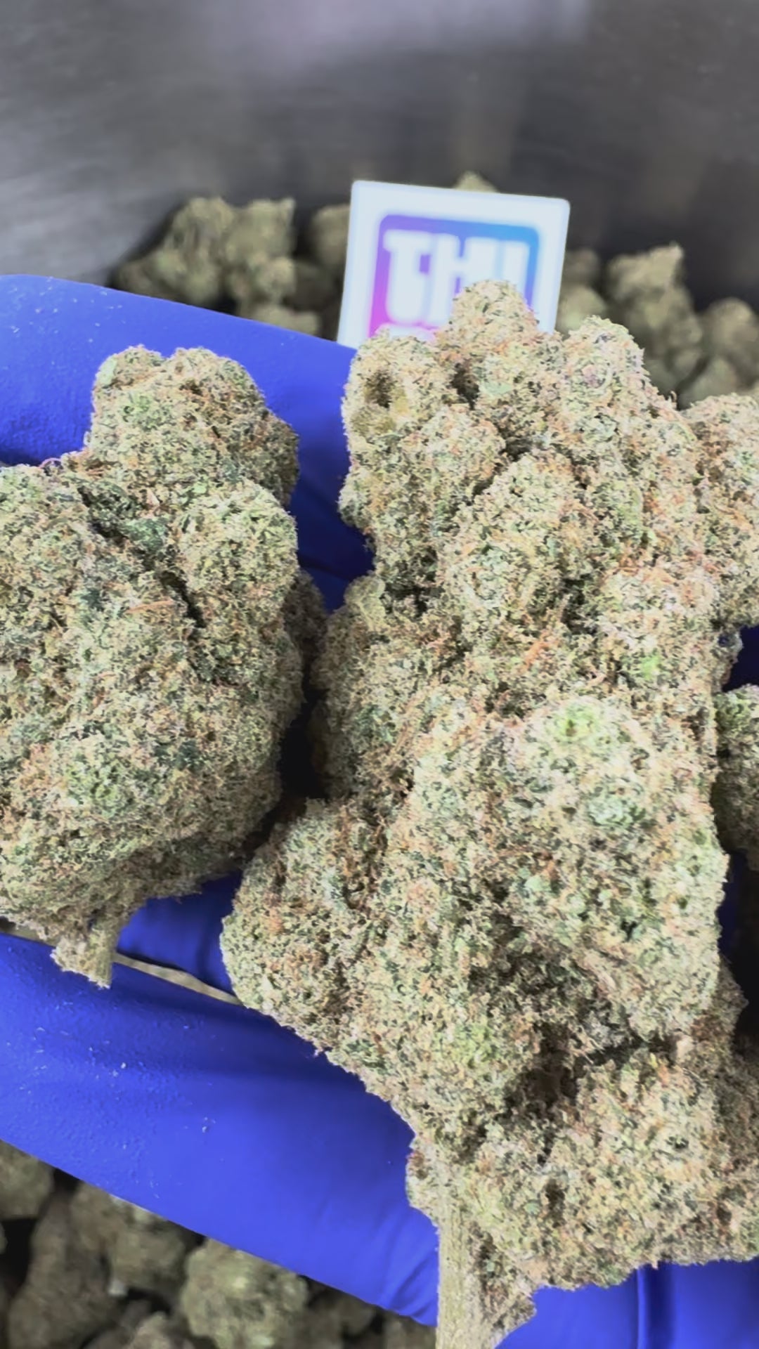 Charger la vidéo: Vidéo de présentation de la Watermelon Hydroponique Cali CBD