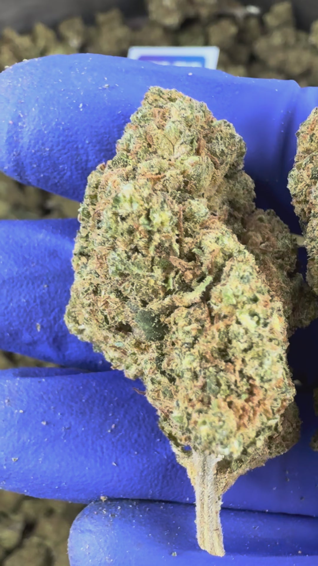 Charger la vidéo: Vidéo de présentation du Ice-O-Lator 40% CBD